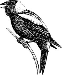Bobolink vector illustration