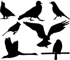 Pack of bird silhouettes vector graphics