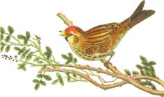 Lesser redpoll on a tree branch clip art