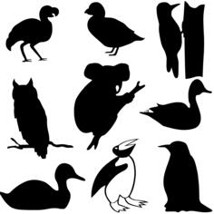 Outline drawings of different bird species and a koala