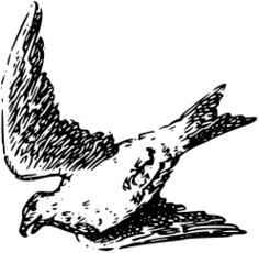Line drawing of a bird in flight