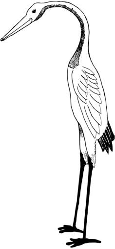 Black and white drawing of wading bird