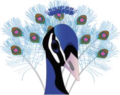 Drawing of peacock with a huge tail