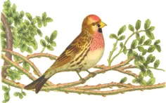 Lesser redpoll on a tree branch color drawing