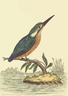 Kingfisher bird on a tree branch vector image
