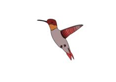 Vector image of flying humming bird