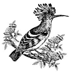 Exotic bird illustration
