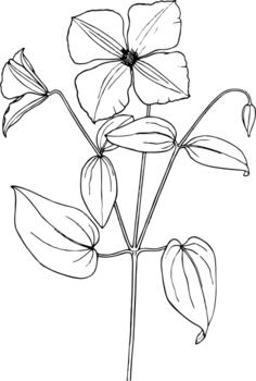 Drawing of clematis