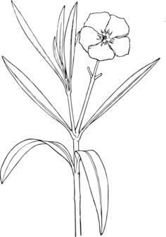 Oleander vector graphics