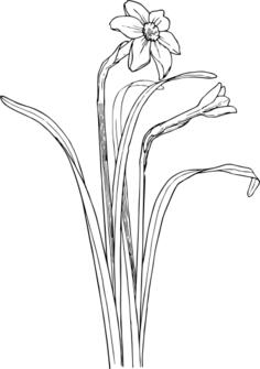 Vector clip art of narcissus