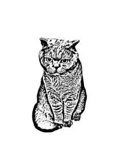 Vector drawing of big eyed cat