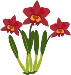 Cattleya flower color illustration
