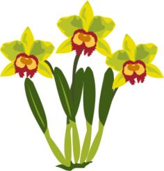 Cattleya vector clip art