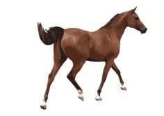 Colored vector illustration of a male horse