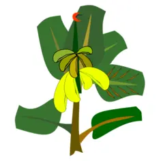 Banana tree with ripe fruits vector illustration