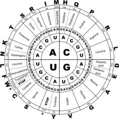 Genetic code RNA BW vector graphics