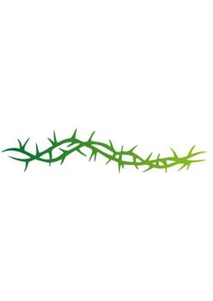 Clip art of a branch with sharp thorns