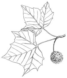 Sycamore vector graphics