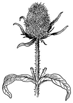 Teasel vector image