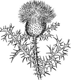 Thistle vector drawing
