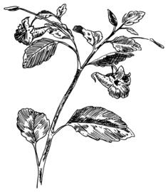 Vector drawing of sensitive plant