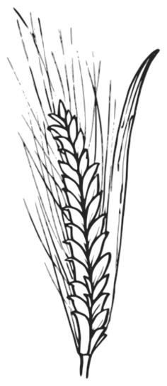 Crawling flower vector image