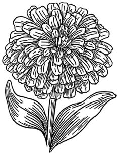 Zinnia vector drawing