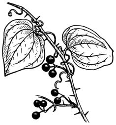 Smilax vector image