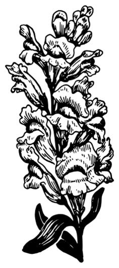 Snapdragon vector illustration