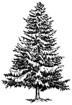 Spruce vector clip art