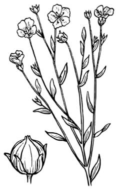 Flax vector illustration