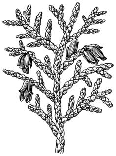 Thuya tree vector image