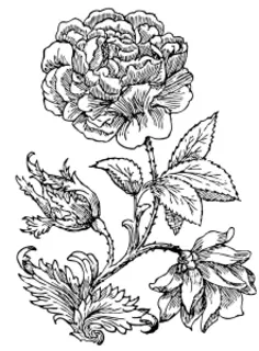 Vector illustration of large rose in black and white