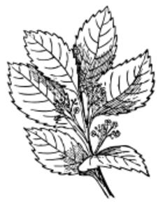 Yerba mate vector graphics