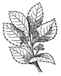 Yerba mate vector graphics