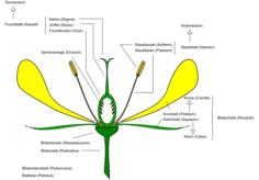 Diagram of flower vector image
