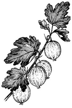 Gooseberry vector graphics