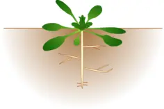 Vector image of arabidopsis thaliana