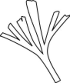 Baiera plant vector clip art