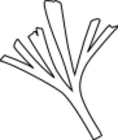 Baiera plant vector clip art