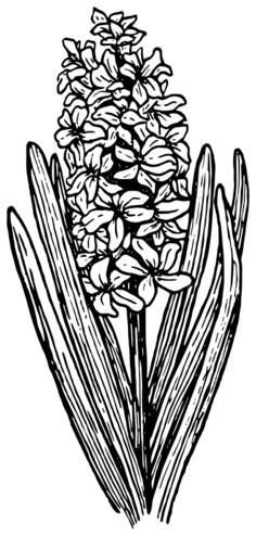 Hyacinth vector image