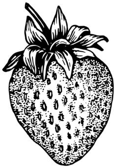 Strawberry outline vector illustration