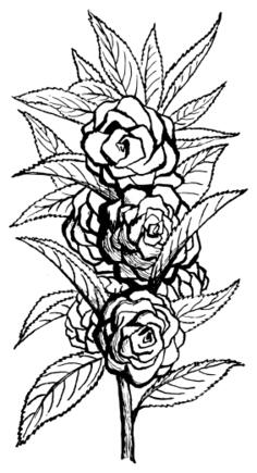 Impatiens flower vector illustration