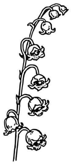 Lily flower outline vector drawing