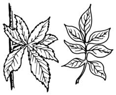 Multi leaf plant vector graphics