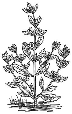Pennyroyal vector illustration