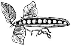 Pea pod vector drawing