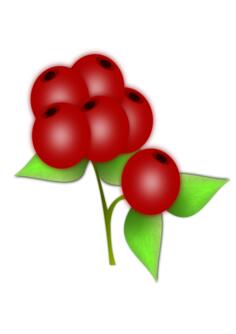 Vector drawing of leaves and berries of a holly