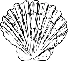 Vector image of scallop shell