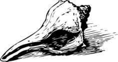 Line drawing of a sea shell on ground